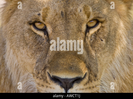 Porträt der Löwe (Panthera Leo) Stockfoto