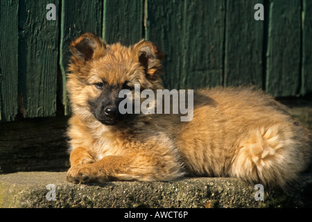 Harzer Fuchs (Harz Fox) Welpen (Canidae), deutsche Hunderasse Stockfoto