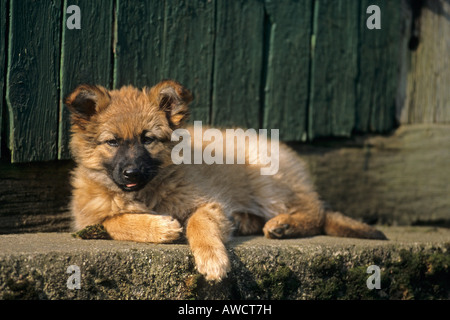 Harzer Fuchs oder Harz Fox Welpen (Canidae), deutsche Hunderasse Stockfoto