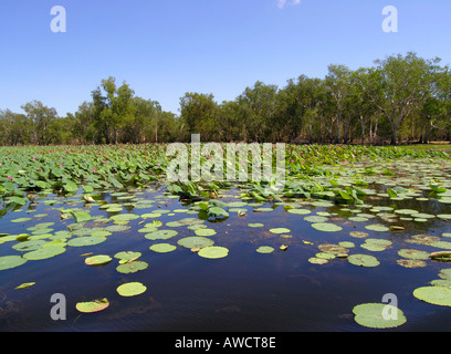 Red Lotus Lilie, gelber Fluss, Kakadu-Nationalpark Stockfoto