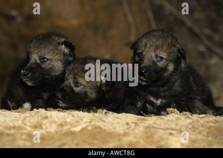 Graue Wölfe oder Timberwolf Welpen (Canis Lupus) Stockfoto