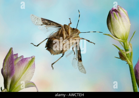 Spined Soldat Bug oder stinken Bug (Rhaphigaster Nebulosa) Stockfoto