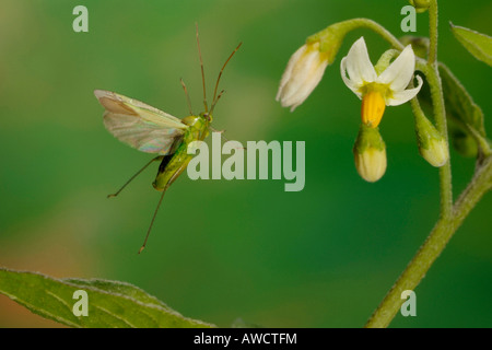 Gemeinsamen grünen Kapsid (Lygocoris Pabulinus) Stockfoto