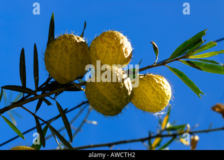 EIN OBSTBAUM-LAGER IN MUNNAR KERALA Stockfoto