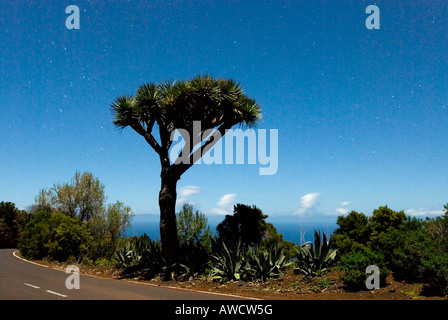 Spanien Kanaren La Palma Drachenbaum Dracaena Draco Nachthimmel mit Sternen scheint angesichts der Vollmond Mondschein Stockfoto