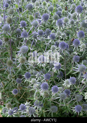 Blau eryngo (eryngium Planum) Stockfoto