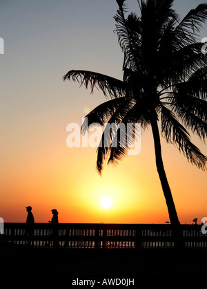 Sonnenuntergang, Palme, Key West, Florida, USA Stockfoto