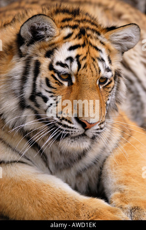 Sibirischer Tiger (Panthera Tigris Altaica), Jungtier Stockfoto