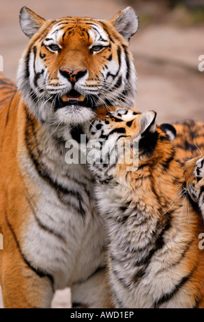 Sibirischer Tiger (Panthera Tigris Altaica), Tigerin mit jungen Stockfoto