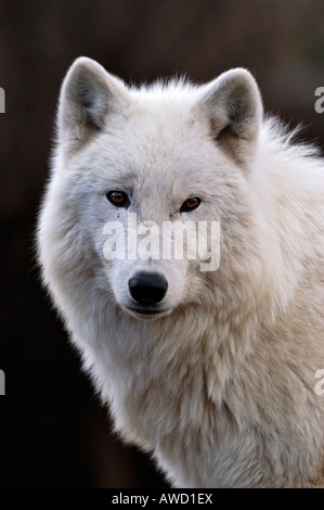 Arctic Wolf (Canis Lupus Arctos), portrait Stockfoto