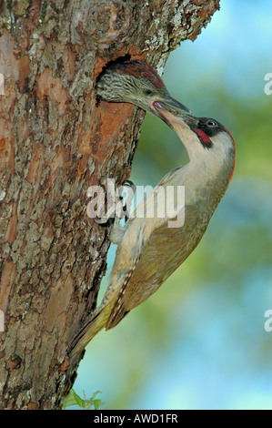 Grünspecht (Picus Viridis), männliche Fütterung callow Stockfoto