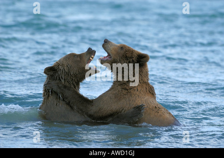 Alaska-Braunbär (Ursus Arctos), junge Bären Spiel-kämpfen im Wasser Stockfoto