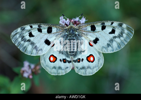 Berg-Apollo (schon Apollo) Stockfoto