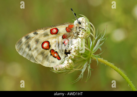 Berg-Apollo (schon Apollo) Stockfoto