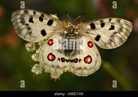 Berg-Apollo (schon Apollo) Stockfoto