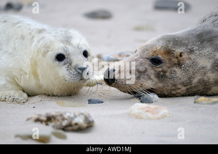 Grey Seal (Halichoerus Grypus), Weibchen mit jungen Stockfoto