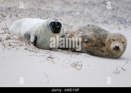 Dichtung (Halichoerus Grypus), Weibchen mit jungen, die einige Wochen alt und beginnen, ändern Sie Fell ist grau Stockfoto