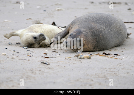 Grey Seal (Halichoerus Grypus), Weibchen mit jungen spielen Stockfoto