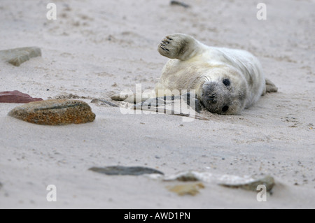 Grey Seal (Halichoerus Grypus), junge spielen Stockfoto