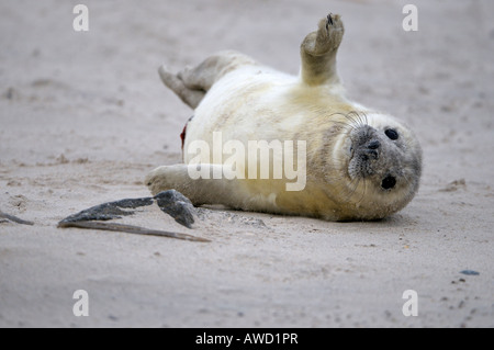 Grey Seal (Halichoerus Grypus), junge spielen Stockfoto