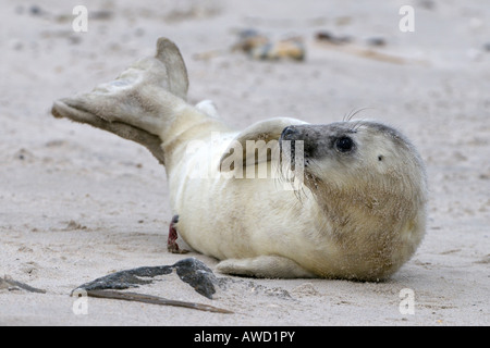 Grey Seal (Halichoerus Grypus), junge spielen Stockfoto