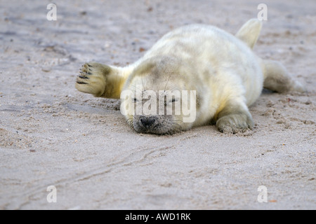 Grey Seal (Halichoerus Grypus), Neugeborene Stockfoto