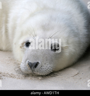 Grey Seal (Halichoerus Grypus), junge, portrait Stockfoto