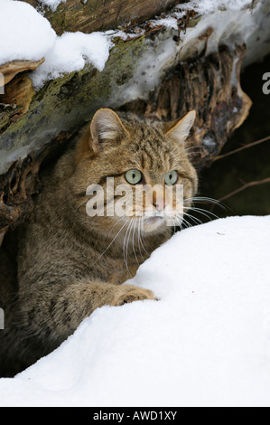 Wildkatze (Felis Silvestris) aus seinem Versteck im Schnee, Bayerischer Wald, Bayern, Deutschland, Europa Stockfoto