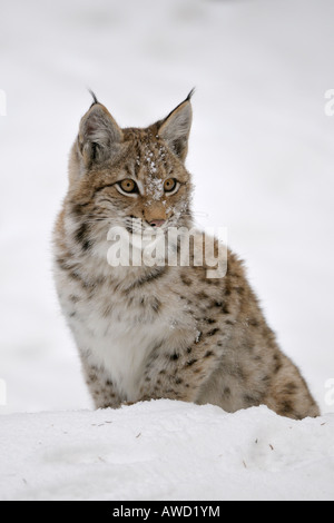 Eurasischer Luchs (Lynx Lynx) Jungtier im Schnee, Bayerischer Wald, Bayern, Deutschland, Europa Stockfoto