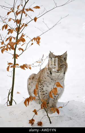 Eurasischer Luchs (Lynx Lynx) Jungtier im Schnee, Bayerischer Wald, Bayern, Deutschland, Europa Stockfoto