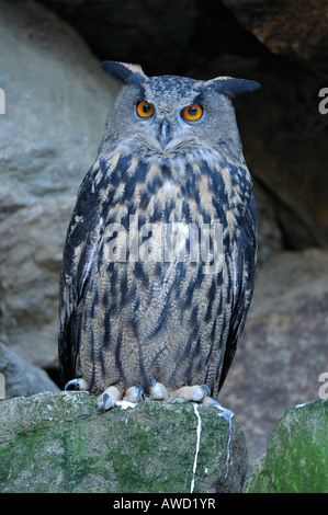 Eurasische Adler-Eule (Bubo Bubo), Bayerischer Wald, Bayern, Deutschland, Europa Stockfoto