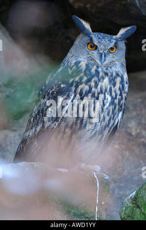 Eurasische Adler-Eule (Bubo Bubo), Bayerischer Wald, Bayern, Deutschland, Europa Stockfoto