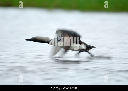 Arktisches Loon (Gavia Arctica) ausziehen aus dem See Oberfläche, Norwegen, Skandinavien, Europa Stockfoto