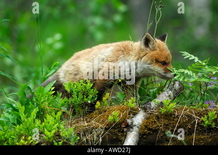 Pup Rotfuchs (Vulpes Vulpes), Norwegen, Skandinavien, Europa Stockfoto