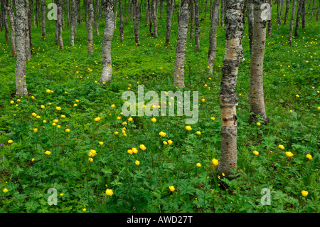 Globus-Blumen (Trollblume Europaeus), Birkenwald, fiel Wald, Norwegen, Skandinavien, Europa Stockfoto