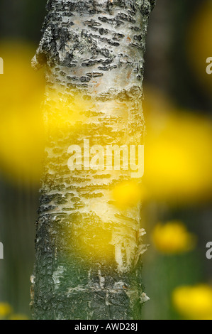 Trollblume (Trollblume Europaeus) Blüten und Birke in ein Fell Wald, Nord-Norwegen, Skandinavien, Europa Stockfoto