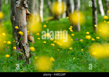 Trollblume (Trollblume Europaeus) blüht in einem Birkenwald, fiel Wald, Nord-Norwegen, Skandinavien, Europa Stockfoto