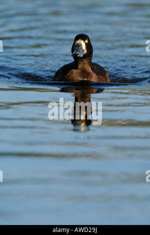 Größere Scaup (Aythya Marila) Stockfoto