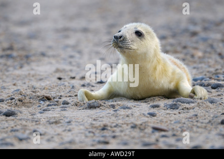 Grey Seal (Halichoerus Grypus) neugeborenen Welpen, Insel Helgoland, Schleswig-Holstein, Deutschland, Europa Stockfoto