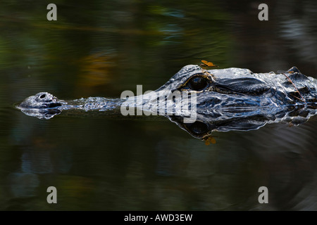 Alligator und Libelle, Everglades-Nationalpark, Florida, USA, Nordamerika Stockfoto