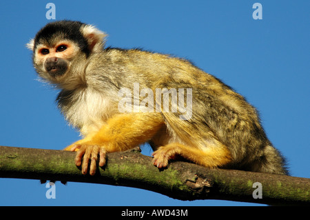 Gemeinsamen Totenkopfaffen (Saimiri Sciureus), Nürnberger Zoo, Nürnberg, Bayern, Deutschland, Europa Stockfoto