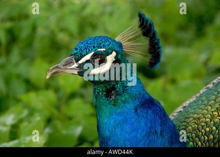 Indische oder gemeinsamen oder blaue Pfauen (Pavo Christatus), Hellabrunn Zoo, Bayern, Deutschland, Europa Stockfoto