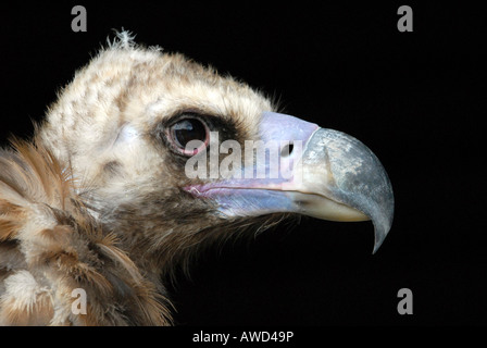 Mönchsgeier (Aegypius Monachus), Tierpark Hellenthal Zoo, North Rhine-Westphalia, Germany, Europe Stockfoto