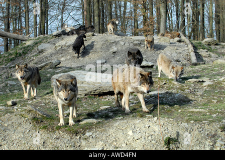 Mackenzie - Tal oder kanadischen Timber Wolf (Canis Lupus Occidentalis) in einem Zoo in Deutschland, Europa Stockfoto