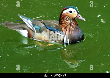 Mandarinente (Aix Galericulata) in einem Zoo, Baden-Württemberg, Deutschland, Europa Stockfoto