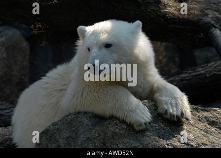 Knut der berühmte Eisbär (Ursus Maritimus) im Berliner Zoo, Berlin, Deutschland, Europa Stockfoto