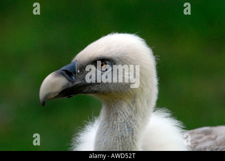 Gänsegeier (abgeschottet Fulvus) in einem Zoo in Deutschland, Europa Stockfoto