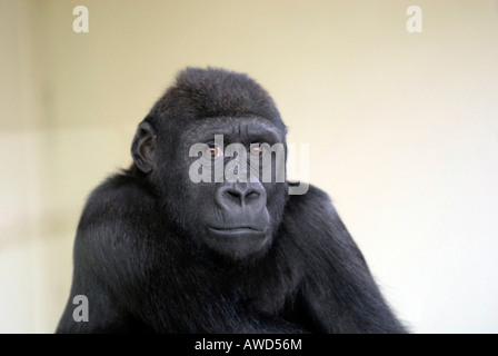 Junge östliche Flachlandgorilla (Gorilla Beringei Graueri) in einem Zoo in Deutschland, Europa Stockfoto