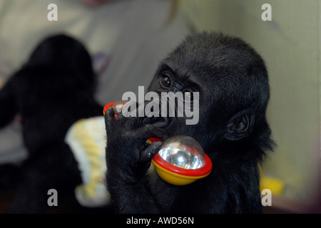 Junge östliche Flachlandgorilla (Gorilla Beringei Graueri) in einem Zoo in Deutschland, Europa Stockfoto