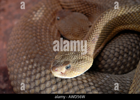 Mexikanische Westküste Klapperschlange oder mexikanische grüne Rattler (Crotalus Basiliskos) in einem Zoo in Deutschland, Europa Stockfoto